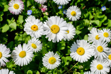 Vibrant mixed dassi samen for spring and summer anpflanzung blume