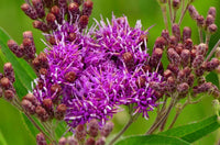 Vernonia (vernonia anthelmintica) samen for anpflanzung in home garten