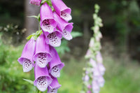 Digitalis Blumensamen zur Aussaat – Halbschatten verträglich – Traditionssorte & ohne Gentechnik Samen Hausgarten