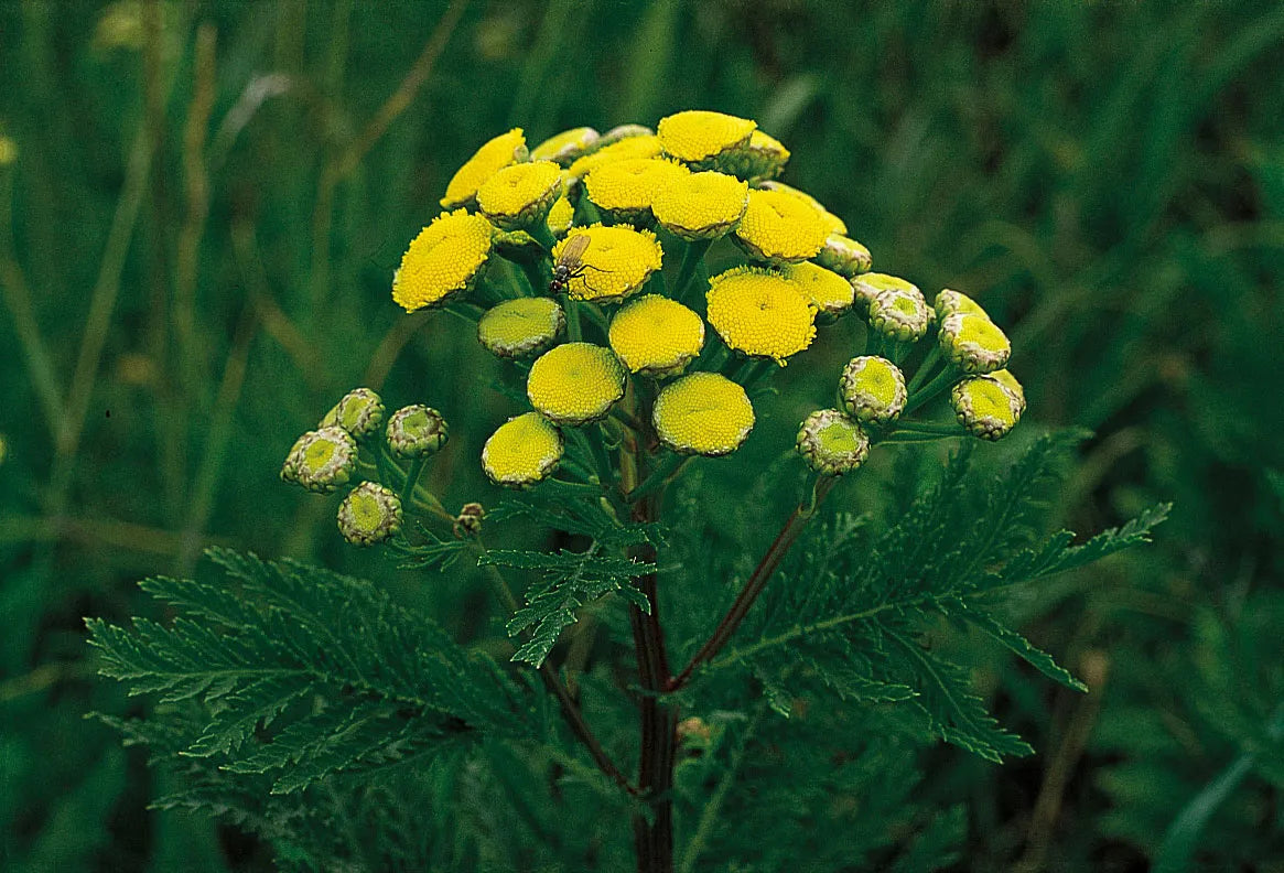 Traditionssorte Tansy Blumensamen zur Aussaat leuchtend Blüten Traditionssorte & ohne Gentechnik Samen Hausgarten