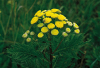 Traditionssorte Tansy Blumensamen zur Aussaat leuchtend Blüten Traditionssorte & ohne Gentechnik Samen Hausgarten