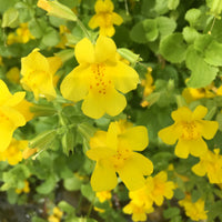 Gelb Mimulus Guttatus Blumensamen zur Aussaat – pflegeleicht – Traditionssorte & ohne Gentechnik Samen Hausgarten