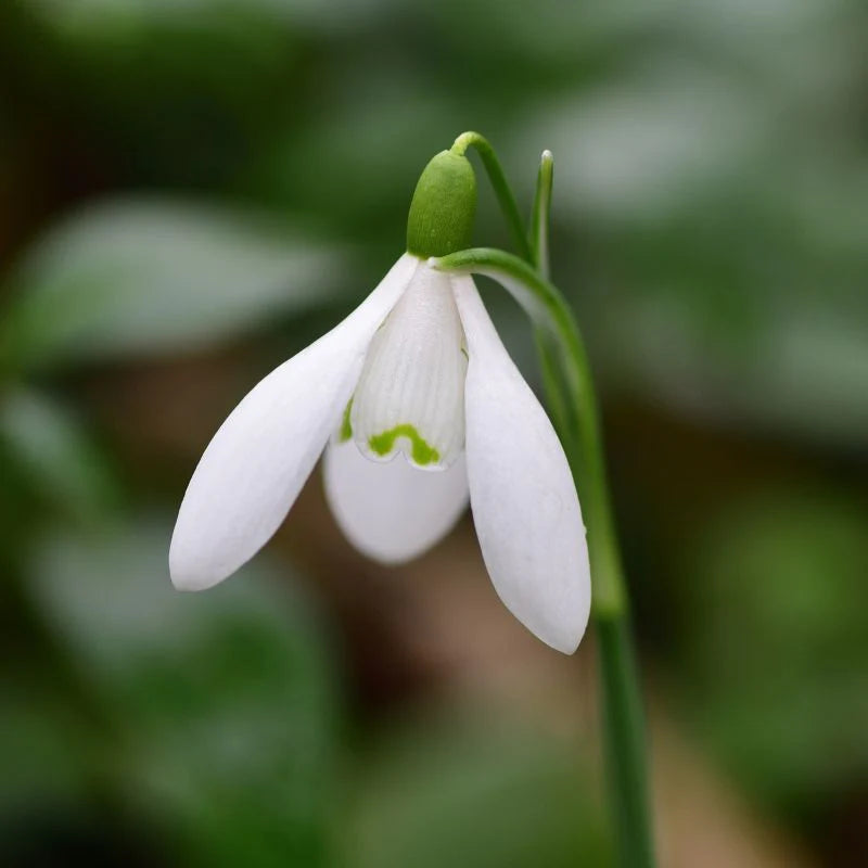 Snowdrop Bulbs Blumensamen zur Aussaat – duftend Blüten – Traditionssorte & ohne Gentechnik Samen Hausgarten