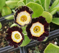 Ornamental schwarz primula auricula for garten