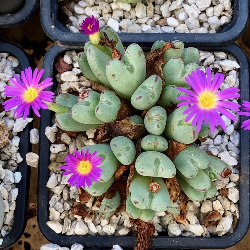 Conophytum Blumensamen zur Aussaat – hochwertige Qualitäts- – Traditionssorte & ohne Gentechnik Samen Hausgarten