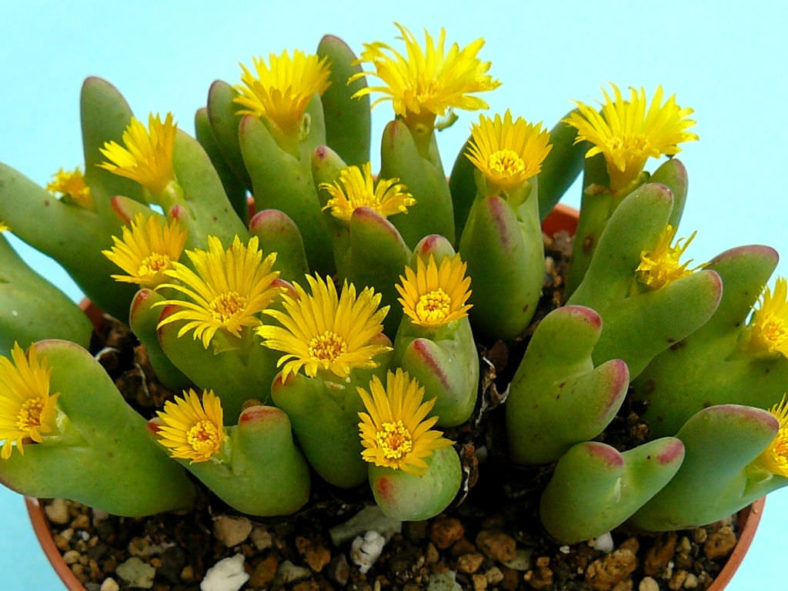 Gelb Conophytum Blumensamen zur Aussaat kompakt Wuchs Traditionssorte & ohne Gentechnik Samen Hausgarten