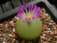 Conophytum Burgeri Succulent Blumensamen zur Aussaat – Anzucht – Traditionssorte & ohne Gentechnik Samen Hausgarten