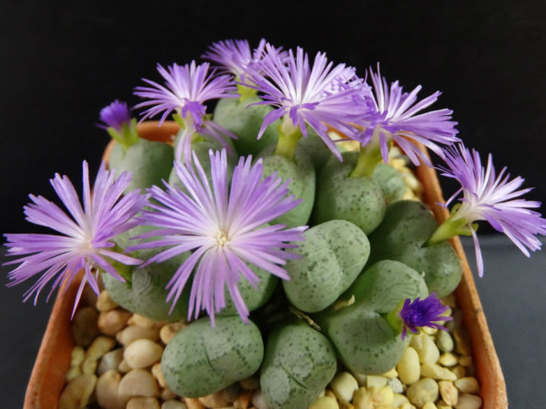 Grün Conophytum Ernianum Blumensamen – einzigartig Samen zur Aussaat für Ihren Garten