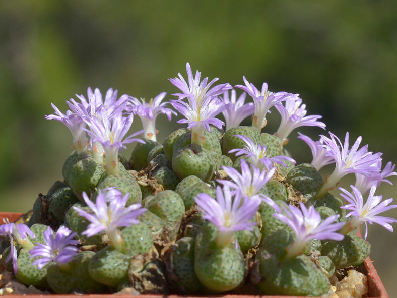 Grün Conophytum Ernianum Blumensamen – einzigartig Samen zur Aussaat für Ihren Garten