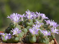 Grün Conophytum Ernianum Blumensamen – einzigartig Samen zur Aussaat für Ihren Garten