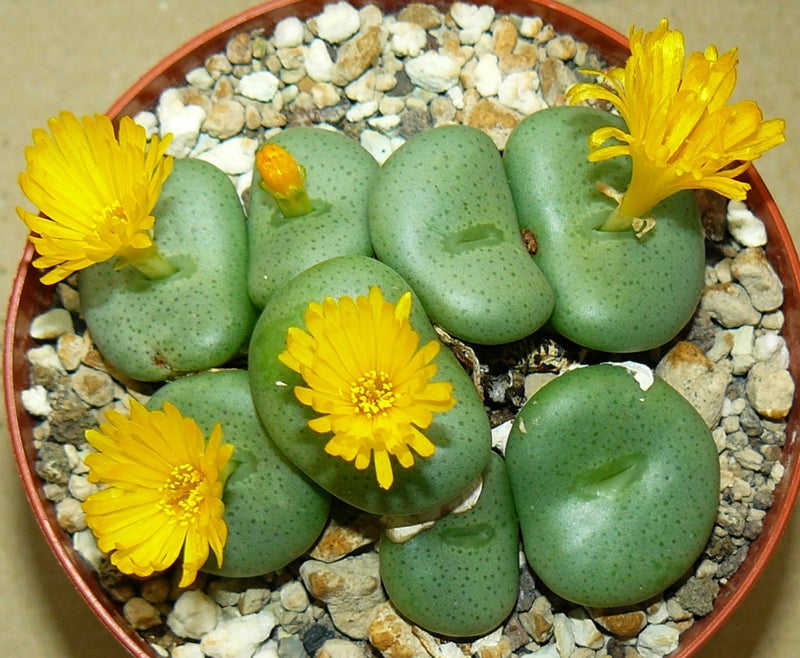 Gelb Conophytum Blume Samen zur Aussaat Samen einzigartig und kompakt Blüten