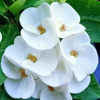 Container-friendly euphorbia samen
