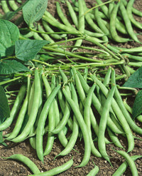 Nutritious bean samen für aussaat gemüse samen
