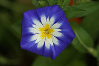 Convolvulus Blumensamen zur Aussaat sonnenliebend Traditionssorte & ohne Gentechnik Samen Hausgarten