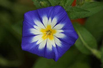 Convolvulus Blumensamen zur Aussaat sonnenliebend Traditionssorte & ohne Gentechnik Samen Hausgarten