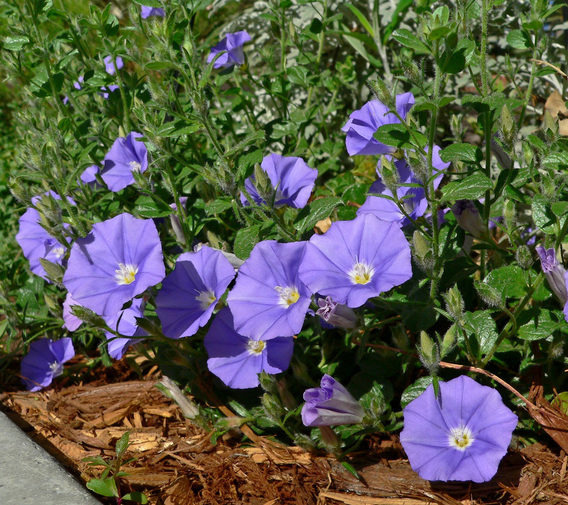 Convolvulus Blumensamen zur Aussaat sonnenliebend Traditionssorte & ohne Gentechnik Samen Hausgarten