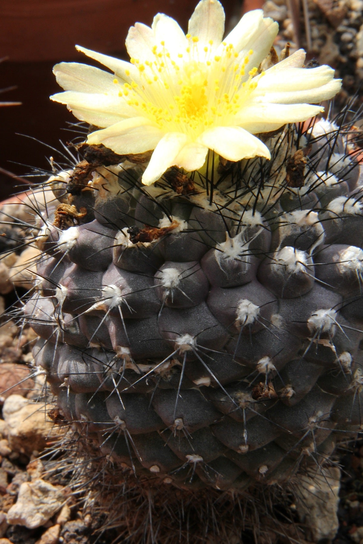 Copiapoa Blumensamen zur Aussaat Wildblume Mischung Traditionssorte & ohne Gentechnik Samen Hausgarten