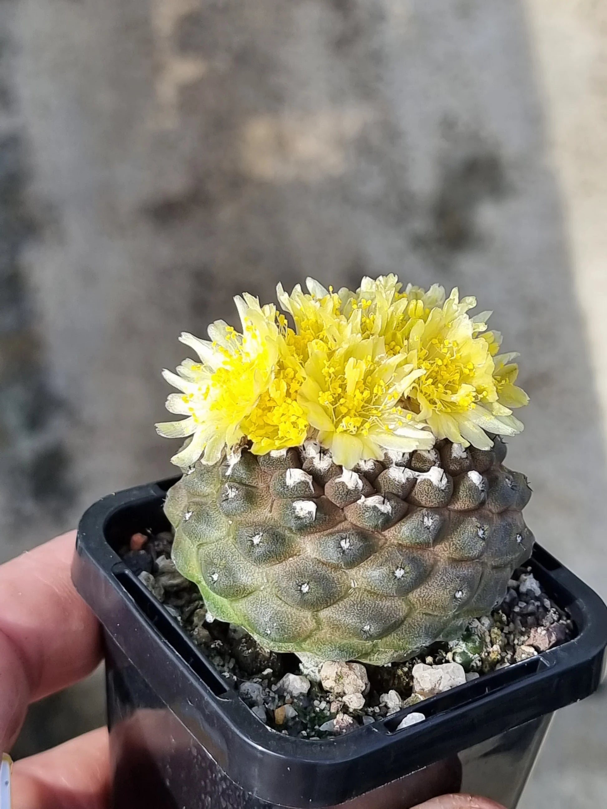 Copiapoa Blumensamen zur Aussaat Wildblume Mischung Traditionssorte & ohne Gentechnik Samen Hausgarten