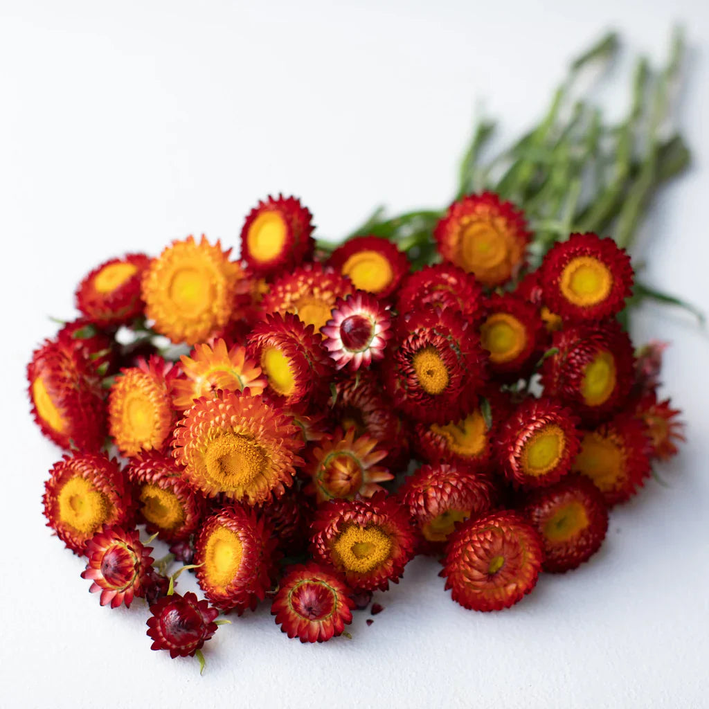 Rot gelb strawflower samen anpflanzung dried blooms blume