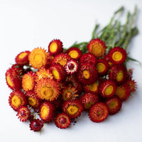 Rot gelb strawflower samen anpflanzung dried blooms blume