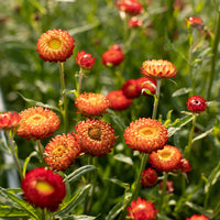 Rot gelb strawflower samen anpflanzung dried blooms blume