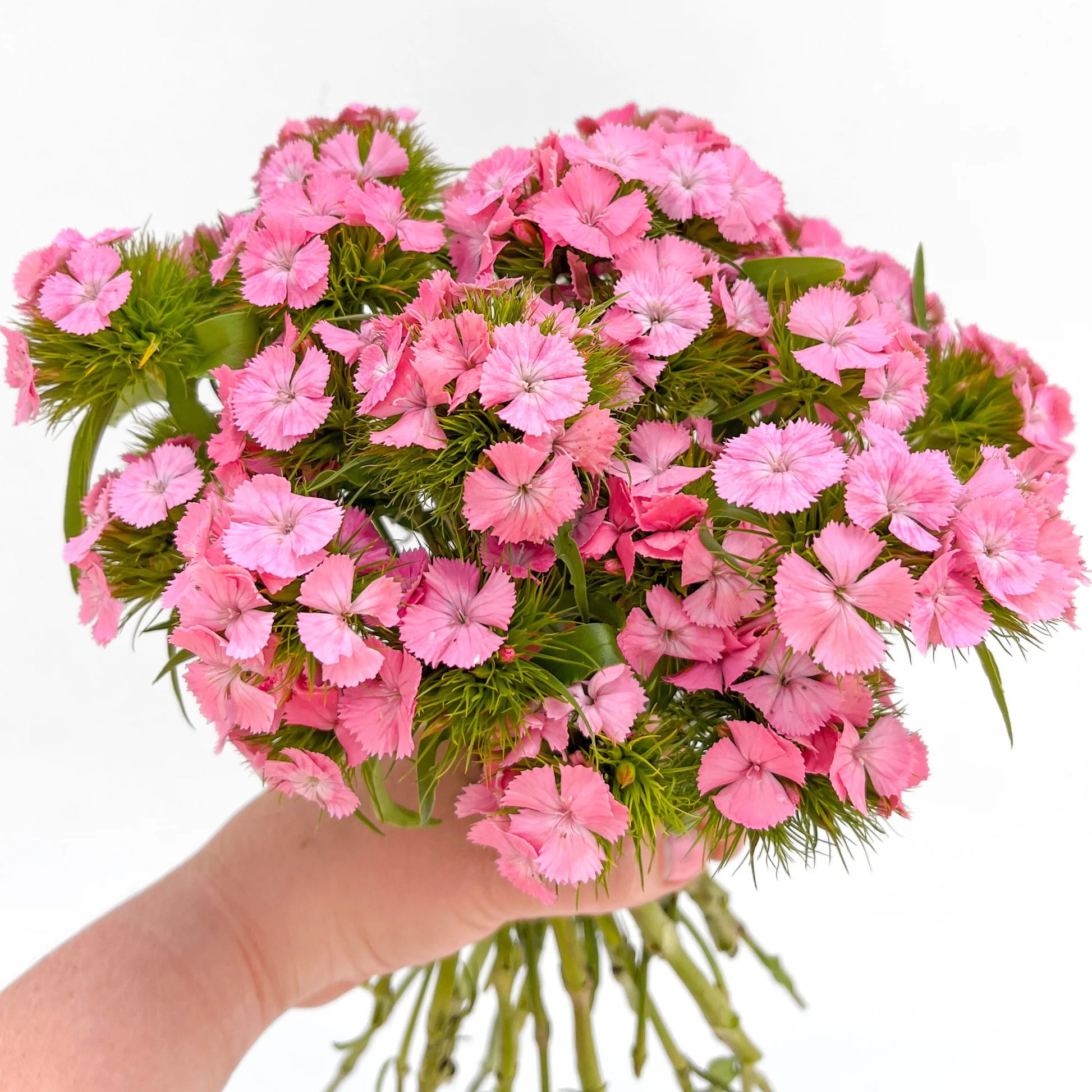 hell Rosa Nelke Blumensamen zur Aussaat – robust Sorte – Traditionssorte & ohne Gentechnik Samen Hausgarten