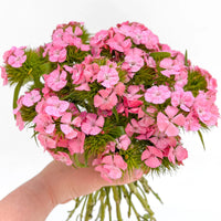 hell Rosa Nelke Blumensamen zur Aussaat – robust Sorte – Traditionssorte & ohne Gentechnik Samen Hausgarten