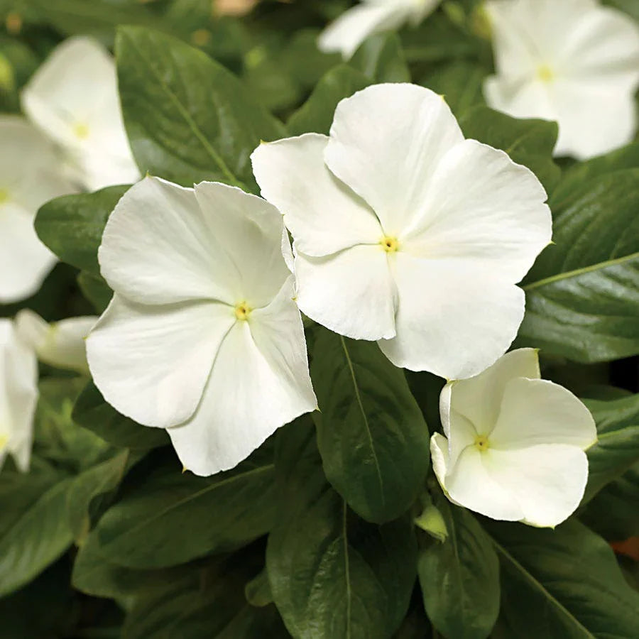 Cora cascade weiß trailing blumen