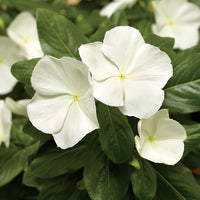 Cora cascade weiß trailing blumen