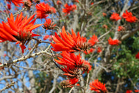 Non gmo rot erythrina corallodendron samen
