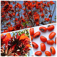 Rot erythrina coral tree flowering samen