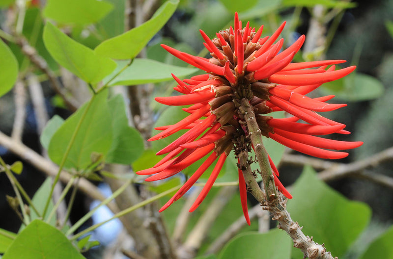 Rot coral tree samen for anpflanzung