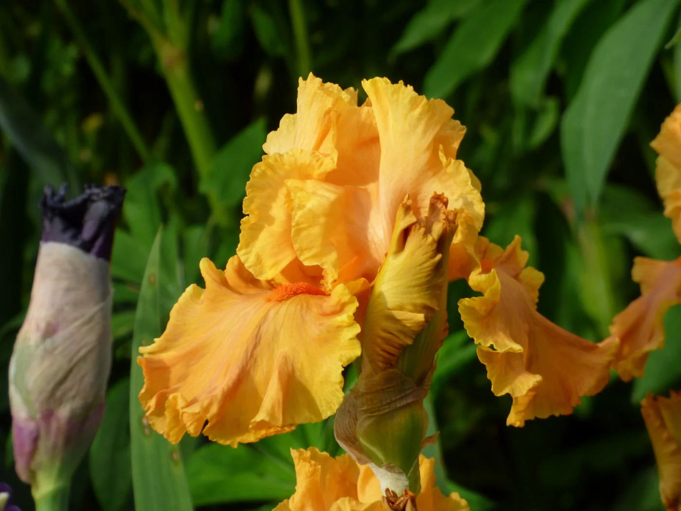 Bearded Blumensamen zur Aussaat – leuchtend – Traditionssorte & ohne Gentechnik Samen Hausgarten