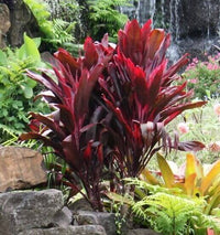 Cordyline Rubra Blumensamen zur Aussaat – Wildblume Mischung – Traditionssorte & ohne Gentechnik Samen Hausgarten