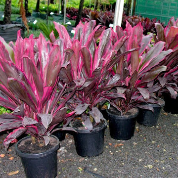 Cordyline Rubra Blumensamen zur Aussaat – Wildblume Mischung – Traditionssorte & ohne Gentechnik Samen Hausgarten