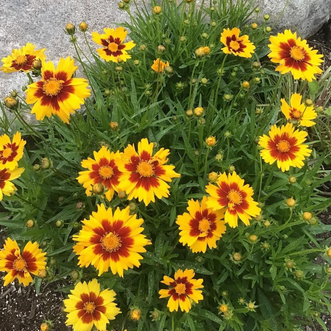 Coreopsis Blumensamen zur Aussaat Schnitt Blume beliebt Traditionssorte & ohne Gentechnik Samen Hausgarten