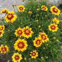 Coreopsis Blumensamen zur Aussaat Schnitt Blume beliebt Traditionssorte & ohne Gentechnik Samen Hausgarten