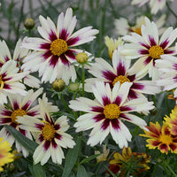 Weiß Coreopsis Blumensamen Aussaat