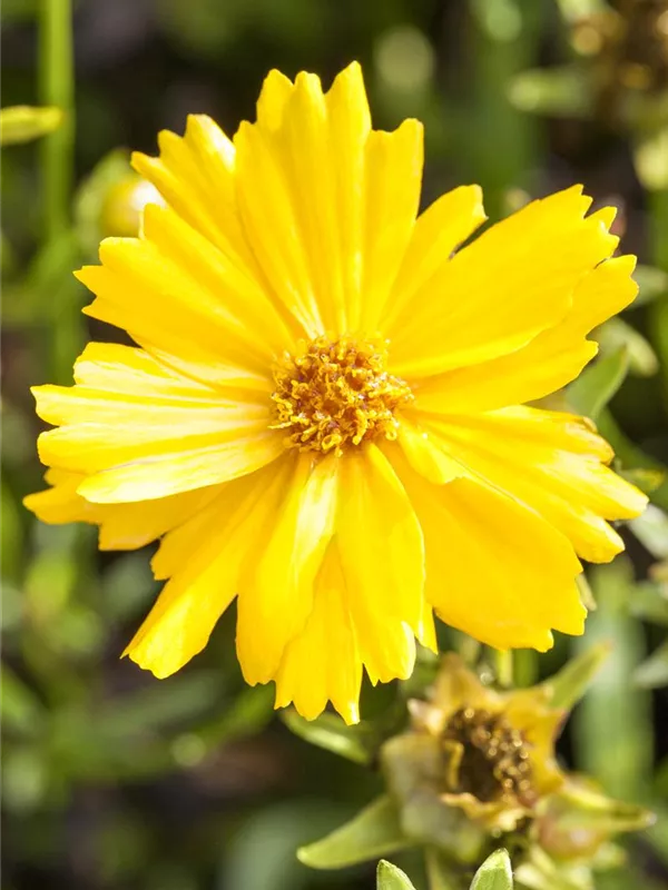 Gelb Coreopsis Blumensamen zur Aussaat – Wildblume Mischung – Traditionssorte & ohne Gentechnik Samen Hausgarten