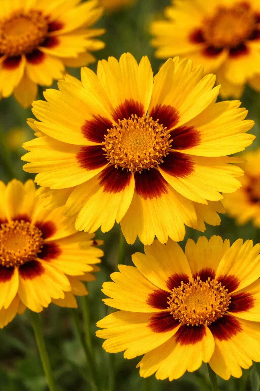 Gelb Coreopsis Blumensamen zur Aussaat – Wildblume Mischung – Traditionssorte & ohne Gentechnik Samen Hausgarten