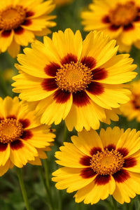 Gelb Coreopsis Blumensamen zur Aussaat – Wildblume Mischung – Traditionssorte & ohne Gentechnik Samen Hausgarten