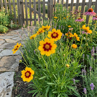 Coreopsis Blumensamen