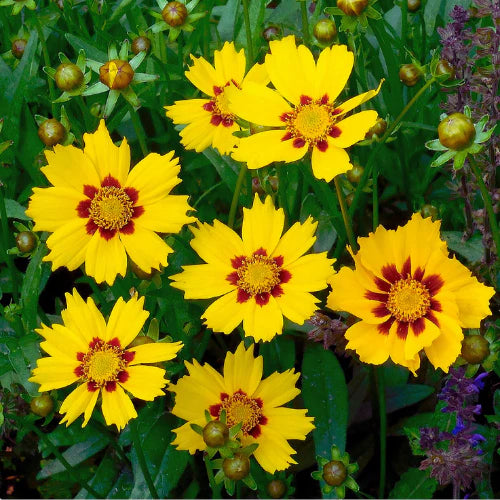 Coreopsis Blumensamen zur Aussaat Schnitt Blume beliebt Traditionssorte & ohne Gentechnik Samen Hausgarten