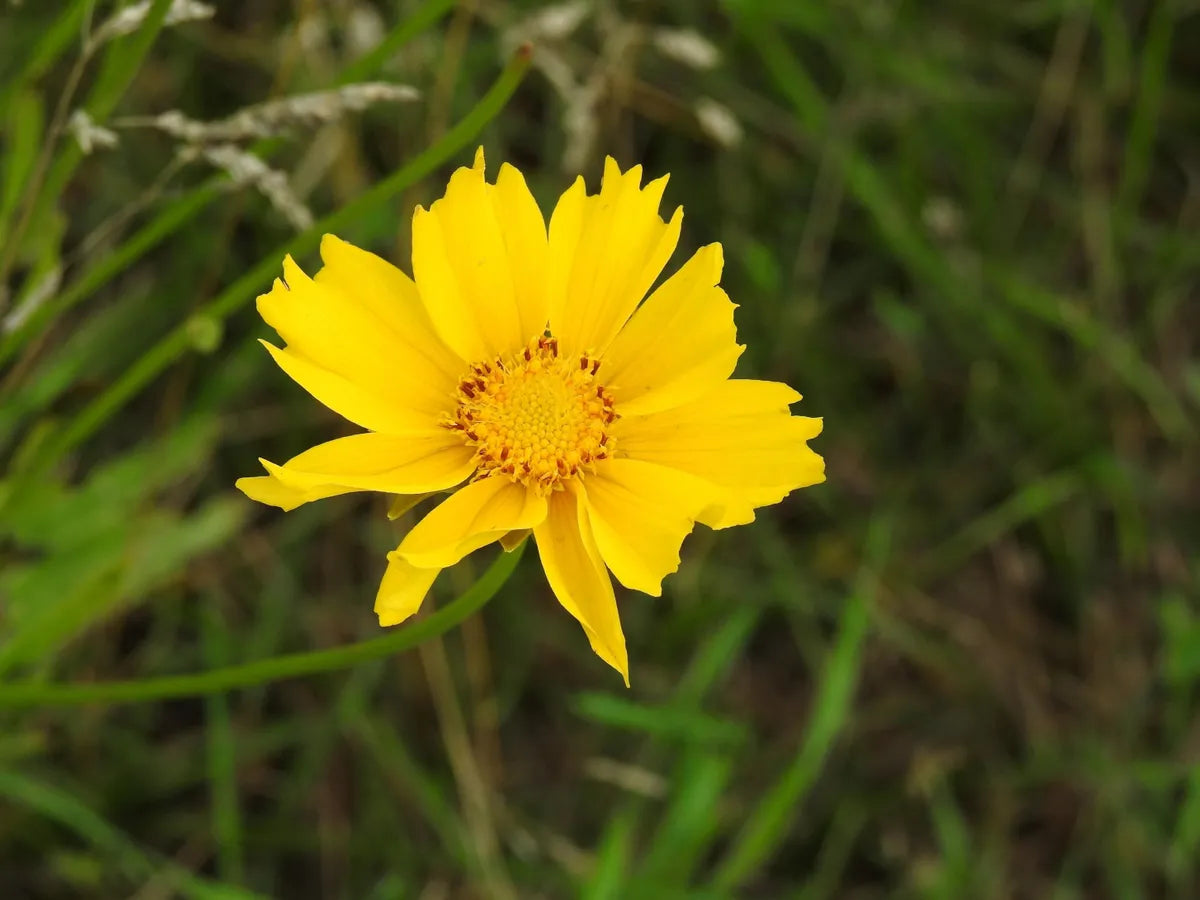 Non gmo gelb coreopsis lance samen