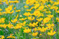 Ornamental gelb coreopsis lance samen for landscapes