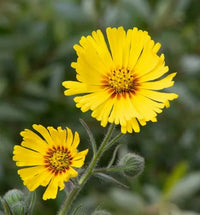 Gelb coreopsis lance samen for anpflanzung