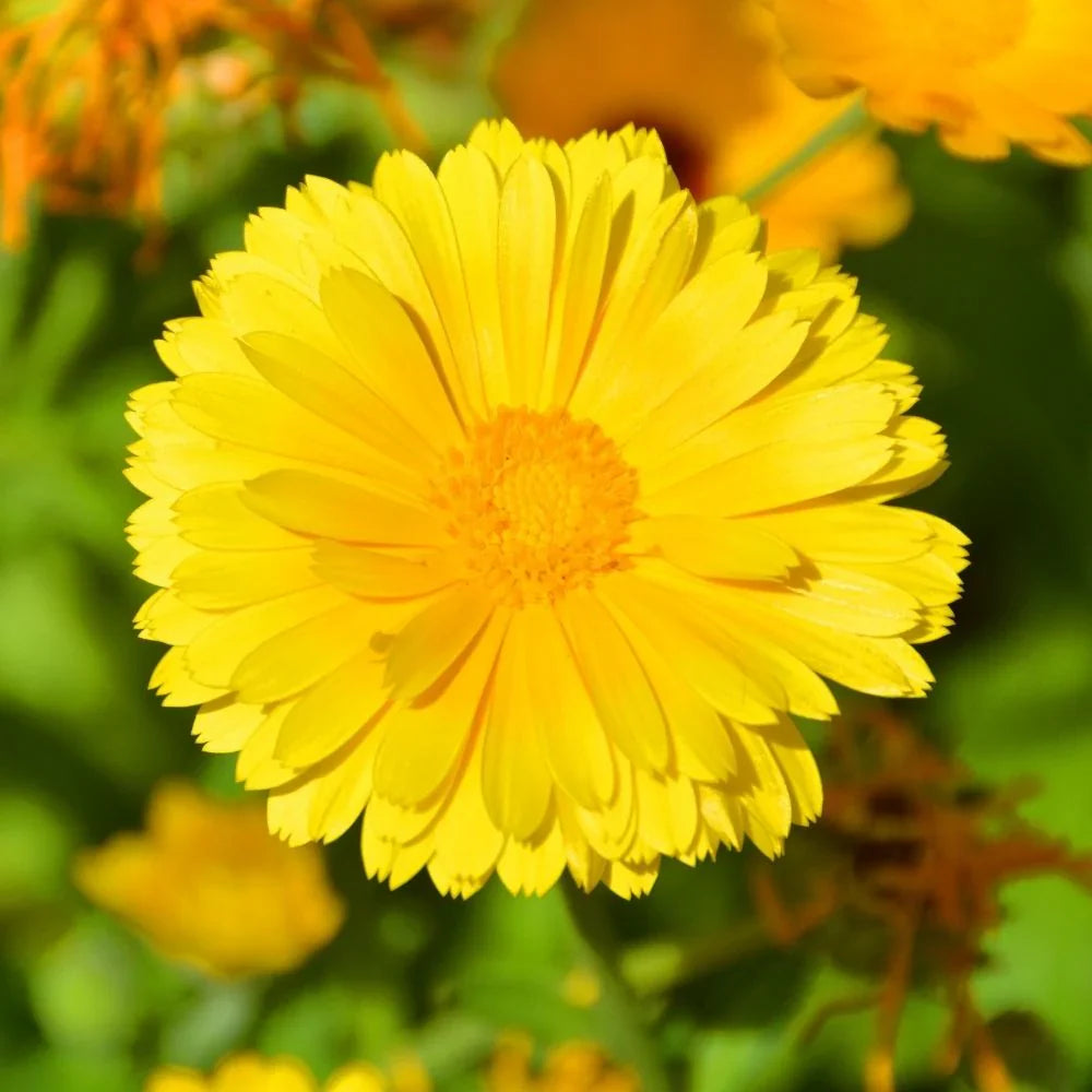 Gelb coreopsis lance flowering samen for gardens