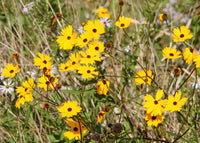 Tickseed Blumensamen zur Aussaat hochwertige Qualitäts- Traditionssorte & ohne Gentechnik Samen Hausgarten