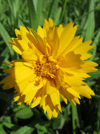 Gelb Early Sunrise Blumensamen zur Aussaat – Landhaus Garten wichtig – Traditionssorte & ohne Gentechnik Samen Hausgarten
