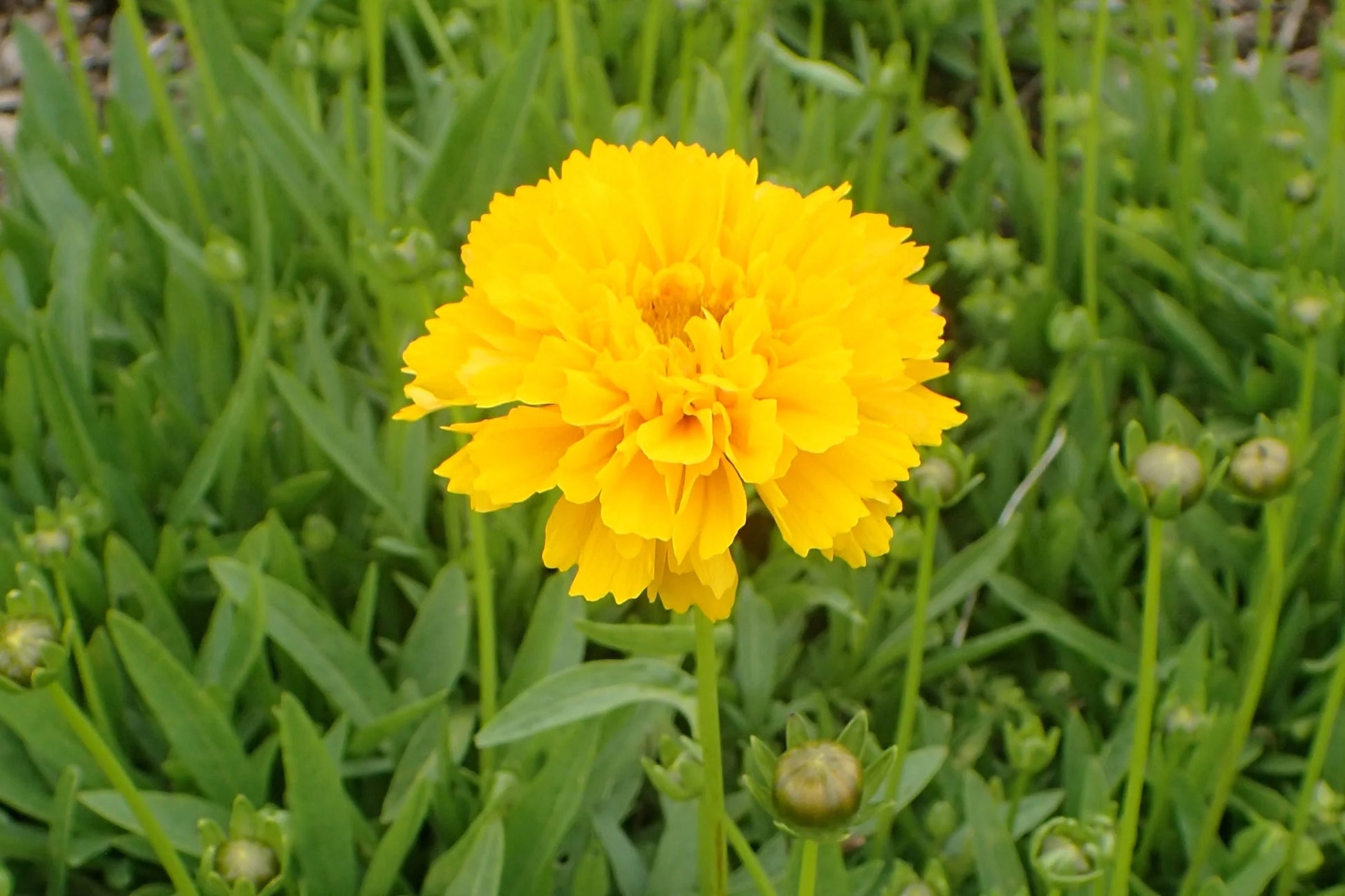 Gelb Early Sunrise Blumensamen zur Aussaat – Landhaus Garten wichtig – Traditionssorte & ohne Gentechnik Samen Hausgarten